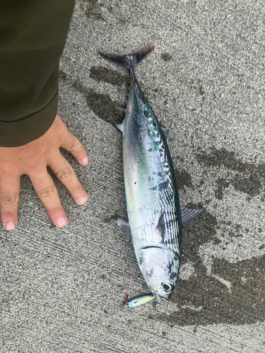 ソウダガツオの釣果