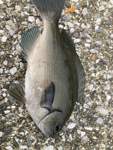 クロメジナの釣果