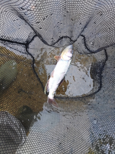 ケタバスの釣果