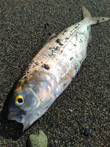 コノシロの釣果