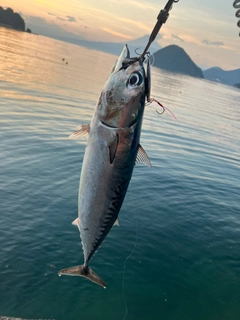 ソウダガツオの釣果