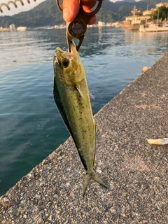 シイラの釣果