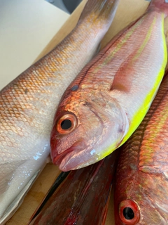 イトヨリダイの釣果