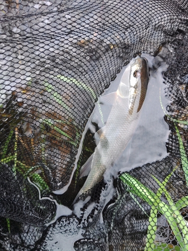 ケタバスの釣果