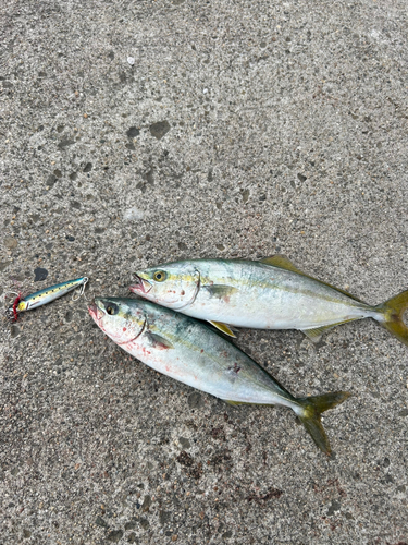 イナダの釣果