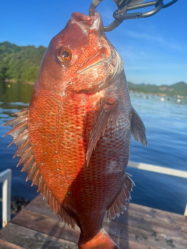 マダイの釣果