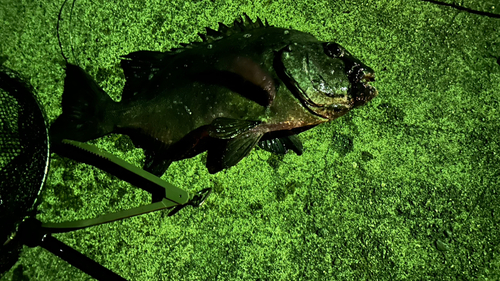 イシダイの釣果