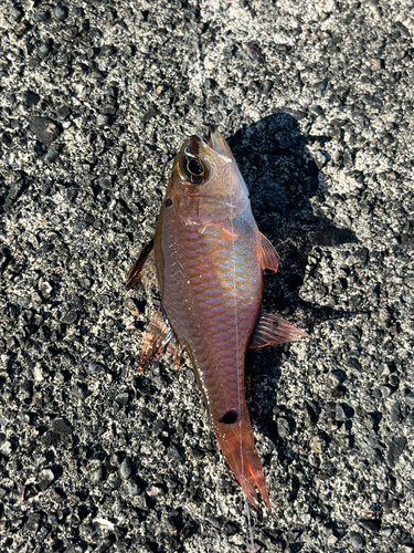 ネンブツダイの釣果