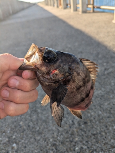 メバルの釣果