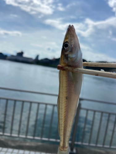 キスの釣果