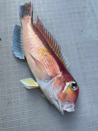 アマダイの釣果