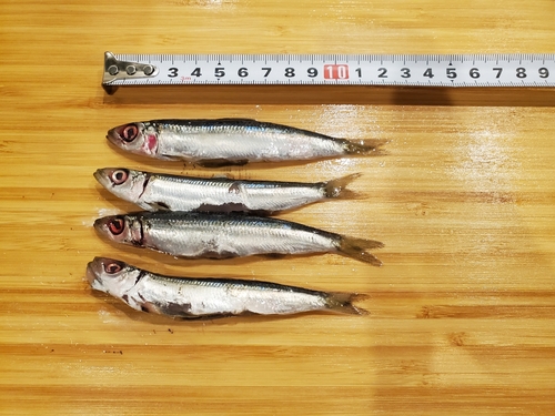 ウルメイワシの釣果