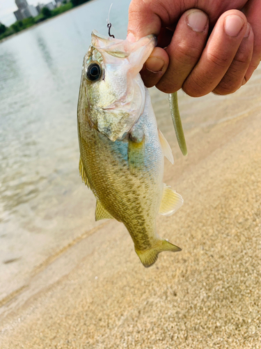 ラージマウスバスの釣果