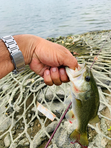 ラージマウスバスの釣果