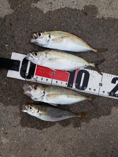 アジの釣果