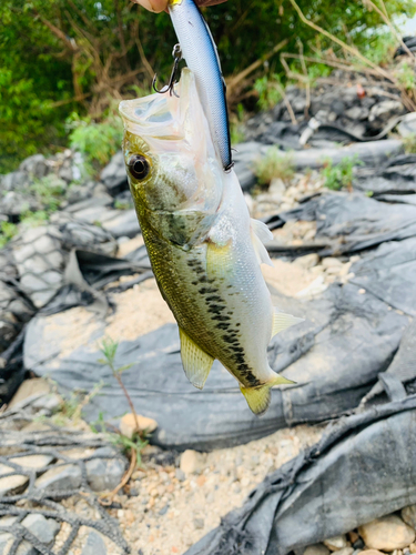 ラージマウスバスの釣果