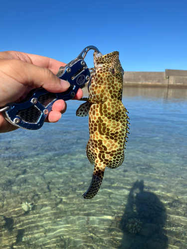 イシミーバイの釣果