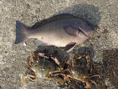 メジナの釣果