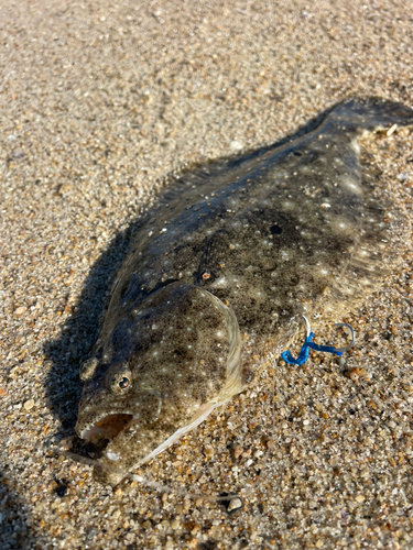 ソゲの釣果