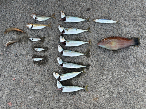 ゴマサバの釣果