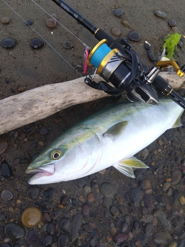 イナダの釣果