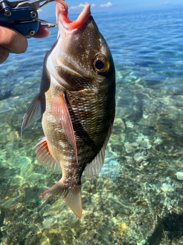 クチナジの釣果