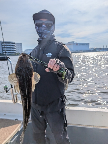 マゴチの釣果