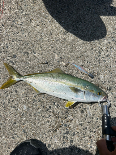 ワカシの釣果