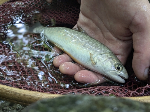 ニッコウイワナの釣果