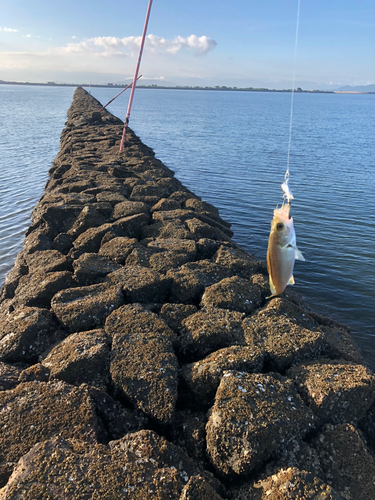 セイゴ（タイリクスズキ）の釣果