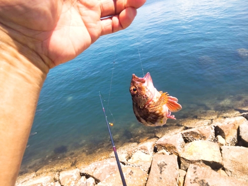 カサゴの釣果