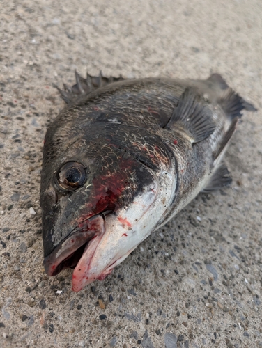 クロダイの釣果