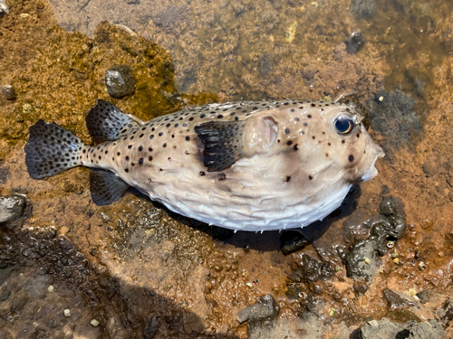 イシガキフグの釣果