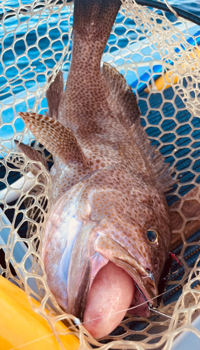 オオモンハタの釣果