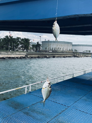 ヒイラギの釣果