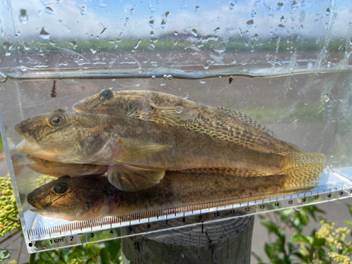 マハゼの釣果