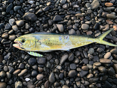 シイラの釣果