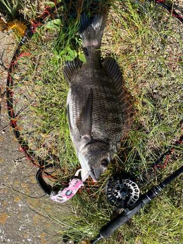 チヌの釣果