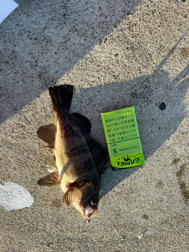 メバルの釣果