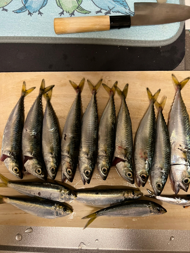 サバの釣果