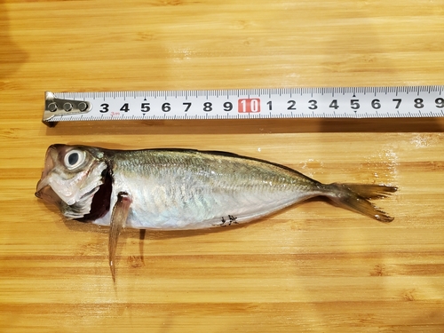 マアジの釣果