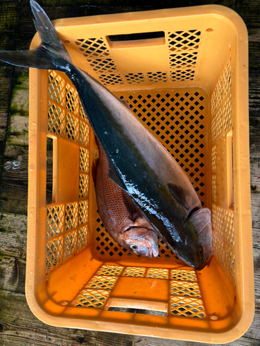 あなたに逢い鯛釣り堀