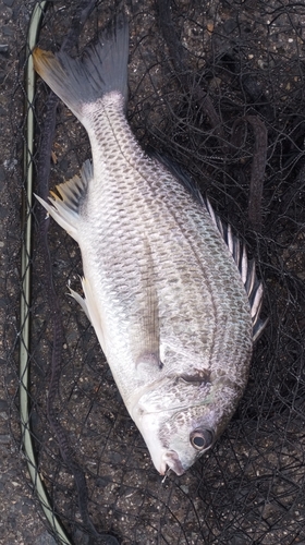 キビレの釣果