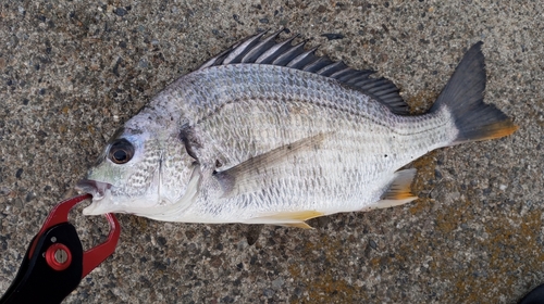 キビレの釣果