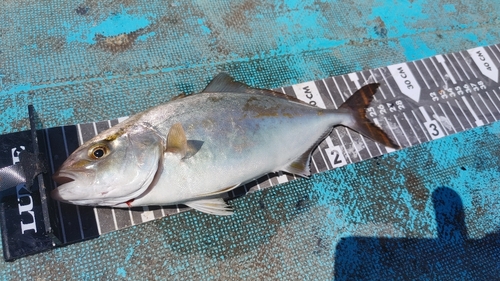 ショゴの釣果