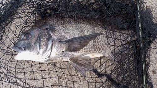 チヌの釣果