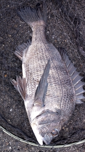 チヌの釣果