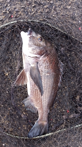 チヌの釣果