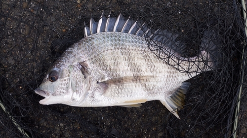 キビレの釣果