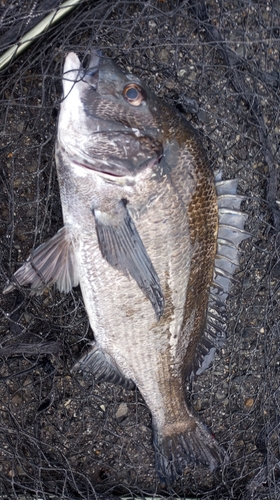 チヌの釣果